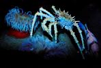 Spiny King Crab, (Paralithodes rathbuni), Malacostraca, Decapoda, Lithodidae, AARV01P01_13