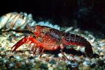 Red Crayfish, AARV01P01_15