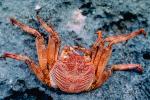 Crab, AARV01P02_02.4096