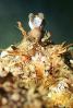 Puget Sound King Crab, Lopholithodes mandtii, Malacostraca, Decapoda, Anomura, Lithodidae, AARV01P02_12B