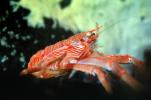 Tuna Crab, (Pleuroncodes planipes), Malacostraca, Decapoda, Galatheidae, Pelagic Red Crab, AARV01P02_13