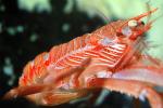 Tuna Crab, (Pleuroncodes planipes), Malacostraca, Decapoda, Galatheidae, Pelagic Red Crab, AARV01P02_13B
