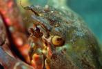 Kelp Crab, (Pugettia productus), Malacostraca, Decapoda, Brachyura, Epialtidae, Biomimicry, AARV01P02_16.4096