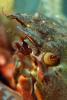 Kelp Crab, (Pugettia productus), Malacostraca, Decapoda, Brachyura, Epialtidae, Biomimicry, AARV01P02_16B