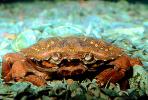 European green crab, (Carcinus maenas), Malacostraca, Decapoda, Brachyura, Portunidae, littoral, AARV01P03_03.1707
