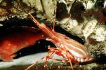Spot Shrimp, California Spot Prawn, (Pandalus platyceros), Malacostraca, Decapoda, Caridea, Pandalidae, AARV01P03_10