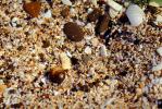 Hermit Crab, Tide Pools in Half Moon Bay