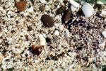 Hermit Crab, Tide Pools in Half Moon Bay, AARV01P04_02