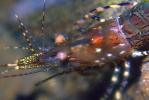 Spot Shrimp, California Spot Prawn, (Pandalus platyceros), Malacostraca, Decapoda, Caridea, Pandalidae, AARV01P04_03