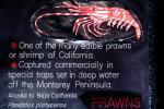 Spot Shrimp, California Spot Prawn, (Pandalus platyceros), Malacostraca, Decapoda, Caridea, Pandalidae, AARV01P04_04
