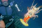 Lobster Hunting Scub Diver