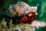 Cute Hermit Crab, AARV01P05_01.2564