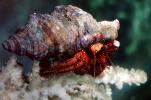 Hermit Crab, AARV01P05_01