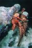 Hermit Crab, AARV01P05_02B