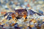 Red Clawed Crab, Perisesarma bidens, sand, pebbles, Decapoda