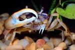 Fiddler Crab, showing of large claw, AARV01P05_08B