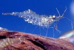 Glass Shrimp [Palaemonidae], AARV01P05_10B