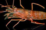 Rock shrimp or lined shrimp, Lysmata californica