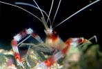 Coral Banded Shrimp, (Stenopus hispidus), Malacostraca, Decapoda, Banded Cleaner Shrimp, AARV01P05_14.4096