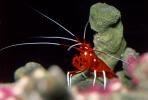 Scarlet Cleaner Shrimp, (Lysmata debelius), Malacostraca, Decapoda, Caridea, Hippolytidae, AARV01P05_15.4096