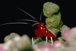 Scarlet Cleaner Shrimp, (Lysmata debelius), Malacostraca, Decapoda, Caridea, Hippolytidae, AARV01P05_15.4096