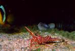 Hingebeak Shrimp, camelback shrimp, humpback, (Rhynchocinetes uritai), Malacostraca, Decapoda, Caridea, Rhynchocinetidae