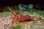 Hingebeak Shrimp, camelback shrimp, humpback, (Rhynchocinetes uritai), Malacostraca, Decapoda, Caridea, Rhynchocinetidae, AARV01P05_16B