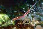 Pacific Cleaner Shrimp, (Lysmata amboinensis), Malacostraca, Decapoda, Hippolytidae, omnivorous, AARV01P05_18.2564