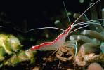 Pacific Cleaner Shrimp, (Lysmata amboinensis), Malacostraca, Decapoda, Hippolytidae, omnivorous, AARV01P05_18.2564