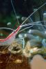 Pacific Cleaner Shrimp, (Lysmata amboinensis), Malacostraca, Decapoda, Hippolytidae, omnivorous, AARV01P05_18B