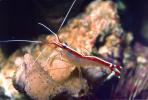 Pacific Cleaner Shrimp, (Lysmata amboinensis), Malacostraca, Decapoda, Hippolytidae, omnivorous, AARV01P05_19
