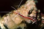 Pacific Cleaner Shrimp, (Lysmata amboinensis), Malacostraca, Decapoda, Hippolytidae, omnivorous, AARV01P05_19