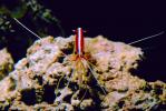 Pacific Cleaner Shrimp, (Lysmata amboinensis), Malacostraca, Decapoda, Hippolytidae, omnivorous, AARV01P06_01.1708