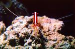 Pacific Cleaner Shrimp, (Lysmata amboinensis), Malacostraca, Decapoda, Hippolytidae, omnivorous, AARV01P06_01