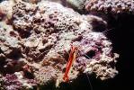 Pacific Cleaner Shrimp, (Lysmata amboinensis), Malacostraca, Decapoda, Hippolytidae, omnivorous, AARV01P06_02