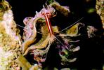 Pacific Cleaner Shrimp, (Lysmata amboinensis), Malacostraca, Decapoda, Hippolytidae, omnivorous, AARV01P06_03.1708