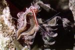 Pacific Cleaner Shrimp, (Lysmata amboinensis), Malacostraca, Decapoda, Hippolytidae, omnivorous, AARV01P06_03