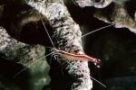 Pacific Cleaner Shrimp, (Lysmata amboinensis), Malacostraca, Decapoda, Hippolytidae, omnivorous, AARV01P06_04