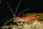 Pacific Cleaner Shrimp, (Lysmata amboinensis), Malacostraca, Decapoda, Hippolytidae, omnivorous, AARV01P06_05.4096