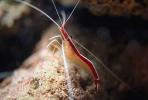 Pacific Cleaner Shrimp, (Lysmata amboinensis), Malacostraca, Decapoda, Hippolytidae, omnivorous, AARV01P06_06.2564