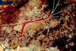 Pacific Cleaner Shrimp, (Lysmata amboinensis), Malacostraca, Decapoda, Hippolytidae, omnivorous, AARV01P06_07.4096