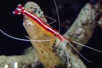 Pacific Cleaner Shrimp, (Lysmata amboinensis), Malacostraca, Decapoda, Hippolytidae, omnivorous, AARV01P06_08.1708