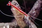 Pacific Cleaner Shrimp, (Lysmata amboinensis), Malacostraca, Decapoda, Hippolytidae, omnivorous, AARV01P06_08