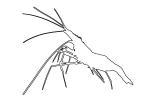 Pacific Cleaner Shrimp outline, (Lysmata amboinensis), Malacostraca, Decapoda, Hippolytidae, omnivorous, line drawing, shape, AARV01P06_09.4096O