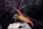 Pacific Cleaner Shrimp, (Lysmata amboinensis), Malacostraca, Decapoda, Hippolytidae, omnivorous, AARV01P06_11