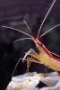 Pacific Cleaner Shrimp, (Lysmata amboinensis), Malacostraca, Decapoda, Hippolytidae, omnivorous, AARV01P06_11B
