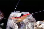 Pacific Cleaner Shrimp, (Lysmata amboinensis), Malacostraca, Decapoda, Hippolytidae, omnivorous, AARV01P06_13