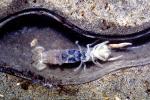 Ghost Shrimp, (Neotrypaea californiensis), Malacostraca, Decapoda, Axiidea, Callianassidae, (Callianassa californiensis), AARV01P06_15