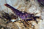Coon Stripe Shrimp, (Pandalus danae), Malacostraca, Decapoda, Caridea, Pandalidae, AARV01P07_09.1708