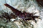 Coon Stripe Shrimp, (Pandalus danae), Malacostraca, Decapoda, Caridea, Pandalidae, AARV01P07_09